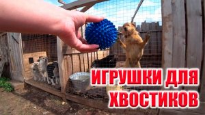ПОРА ЗАБИРАТЬ ХВОСТИКОВ ИЗ КЛИНИКИ, НО ПОКА НЕ ЗНАЕМ КУДА!! РАЗДАЧА ИГРУШЕК ОТ ПОДПИСЧИЦЫ!