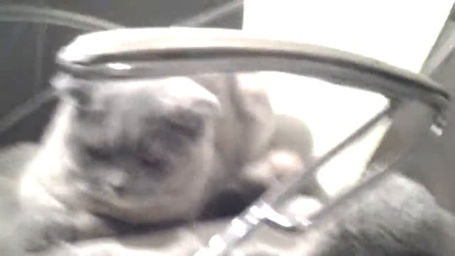 Мой кот любит хип-хоп смотреть онлайн