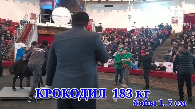 ВЫСТАВКА ОВЕЦ 2023 | ҚОШҚАР КӨРМЕСІ 2023 | МАЛ БАЗАР 2023