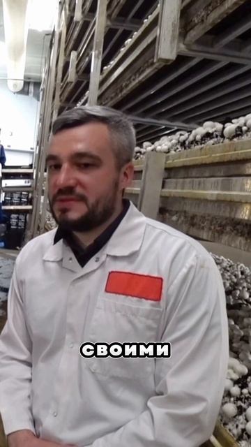 32 кг Грибов с двух волн. #грибы #шампиньоны #бизнесснул? смотреть онлайн