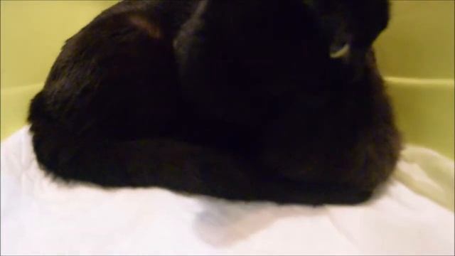 ПОРОДИСТЫЕ КОТЯТА МАНЧКИН 19 ДЕНЬ ЖИЗНИ смотреть онлайн