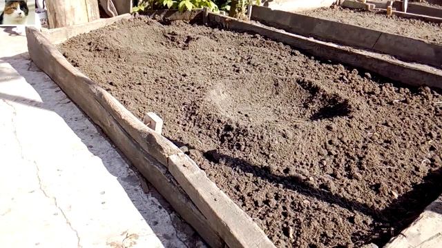 Как правильно посадить кабачки в открытый грунт семенами