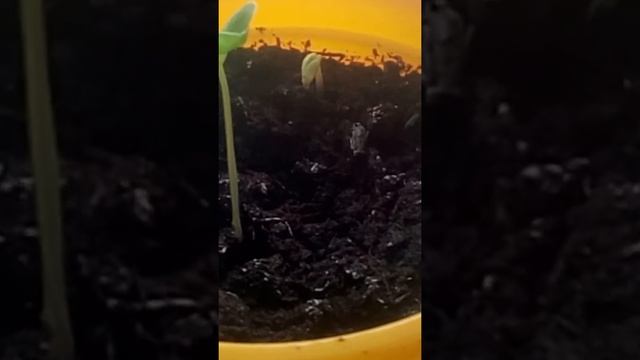 Гранат вырос смотреть онлайн