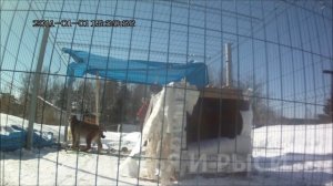 Рыси мяукают,кошка зовет кота,игра в прятки.