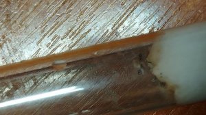 садовые муравьи поймали личинку, часть 2.