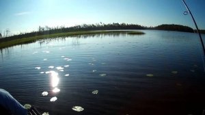 Семейная рыбалка на лебедином озере. Щучий клев.