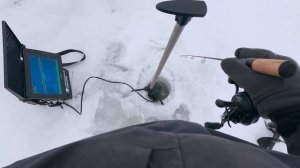 РАЗДАЧА СУДАКА ЗИМОЙ ИЗ ПОД СТАИ БЕЛИ. Где и на что лов?