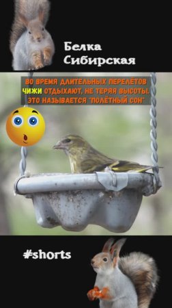 Чиж и его удивительные особенности