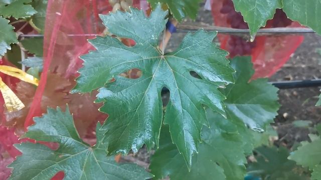 Применение прилипателя при обработках виноградника и