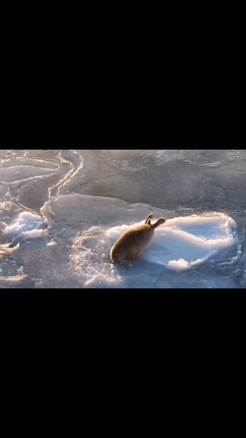 Не получилось с первого раза #тюлень #холод #арктика #sho смотреть онлайн