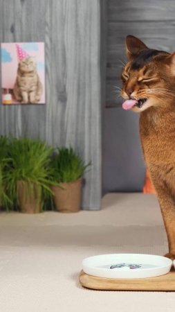 Фудчеллендж для котика