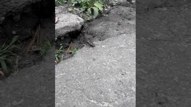 ПРИКОЛ. ОГРОМНЫЙ Жук против Сиамского котика. Videos Compilation 2014 [NEW] смотреть онлайн