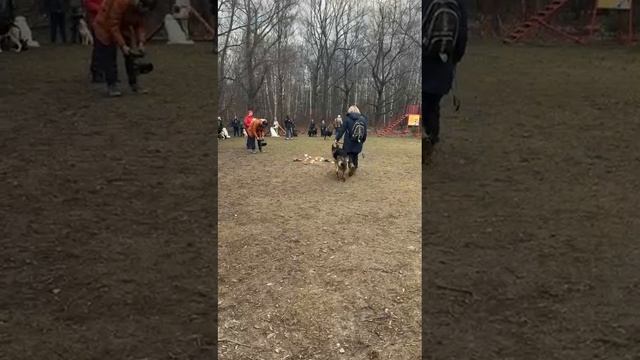 ВЕО Валентлайф Шерритэ - 8,5 мес. ОКД Сокольники у нас сменился тренер, теперь Карапетьянц К.Г.