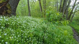 Дождь в лесу