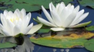 Вальс Лилий  аранжировка для камерного оркестра