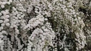 Цветёт кустарник неизвестный