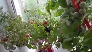 Вырастил у себя на подоконнике маленькие помидорчики. Очень сладкие!