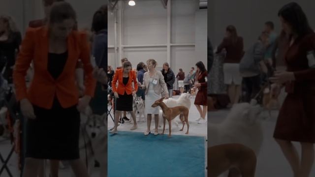 Не ходи на выставки для собак, пока не узнаешь это! #малинуа #выставкасобак смотреть онлайн