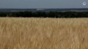 "Курская дуга. Битва под Прохоровкой".  "Дети-детям о войне!",  5 класс ЧОУ СОШ "Кристалл"