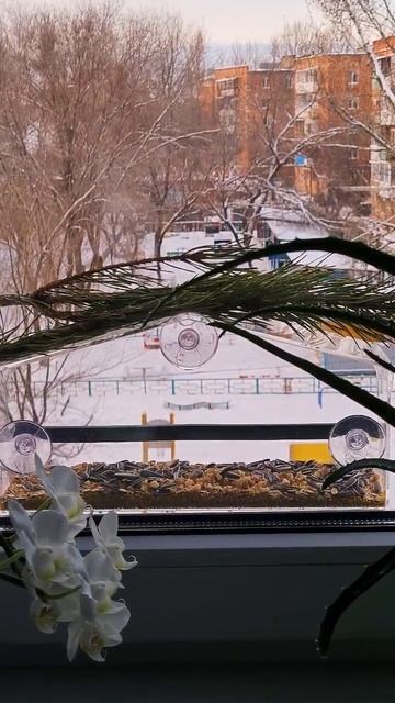 Синицы едят семечки в ПРОЗРАЧНОЙ КОРМУШКЕ !!! #синицы #к смотреть онлайн