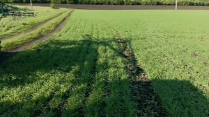 ячмень после морозов и посев без весенней обработки почвы