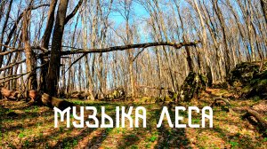 Музыка Леса / Пение птиц в весеннем лесу / Умиротворение в гармонии