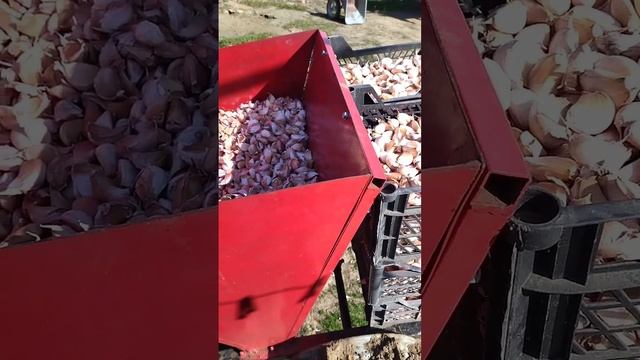 Посадка чеснока 12.10.2024 смотреть онлайн