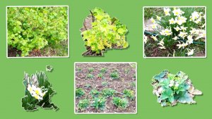 Мой приезд на дачный участок, 8 мая 2025 года.