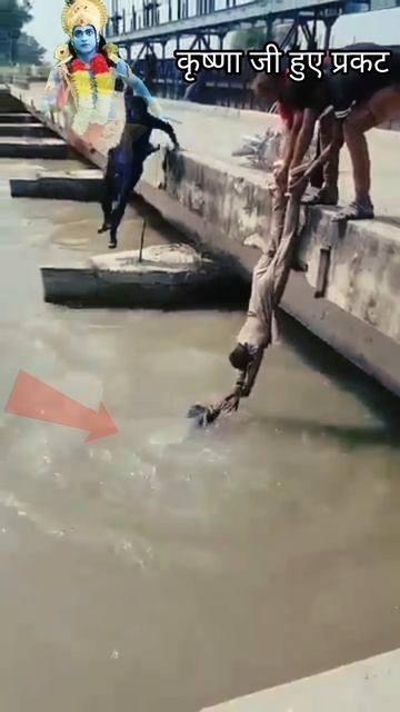 Krishna G हुए प्रकट #krishnalove #shorts #news #facts #virl #trending #viralreels #explore #ytshorts