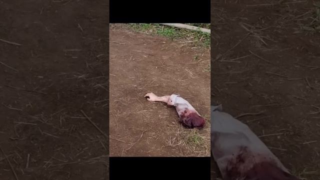 что есть сарай? #монстр #топ Парт 1#shorts #short смотреть онлайн