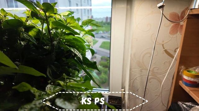 138 Как я убил две каролины 11.05.2024