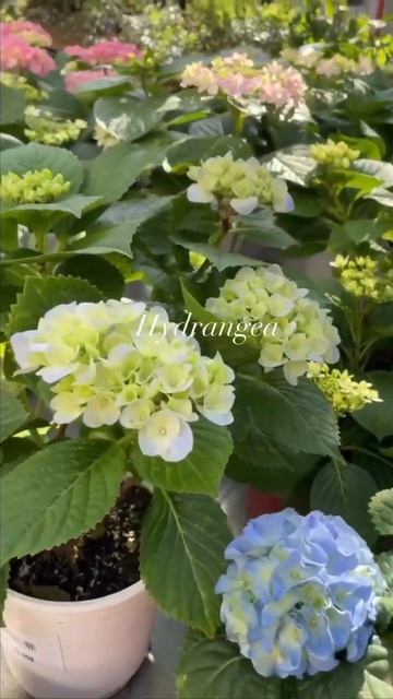 #hortensia #hydrangeaflower #garden #hydrangea #flower#beautiful #macrophylla #гортензия # смотреть онлайн