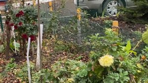 Делаю вареники из сырой картошки. Опять поликлиника. Купила обновки