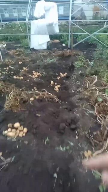 Копаю картофель и сразу отбираю на семена часть4. Эксп? смотреть онлайн