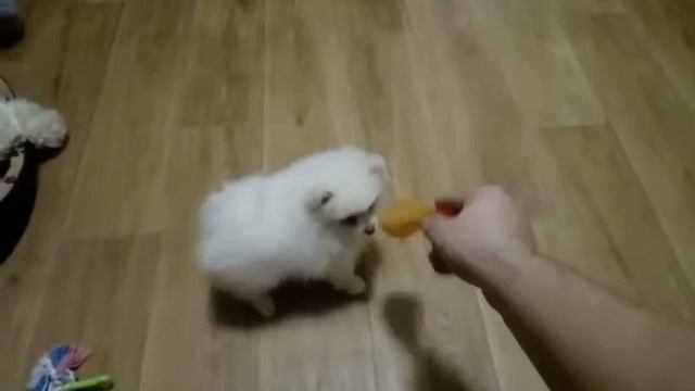 Маленький шпиц играет смотреть онлайн