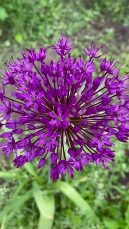 Лук афлатунский #цветы #garden #растения #садидача
