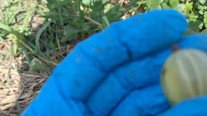 Крыжовник сорт Белорусский Сахарный Улучшенный