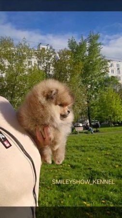 #шпицмальчик #шпицоранж