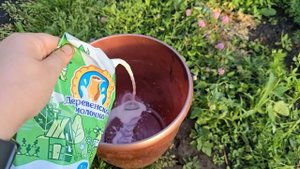 1 СТАКАН — и огурцы/томаты/перец растут как сумасшедшие! Даже слабые кусты оживут!