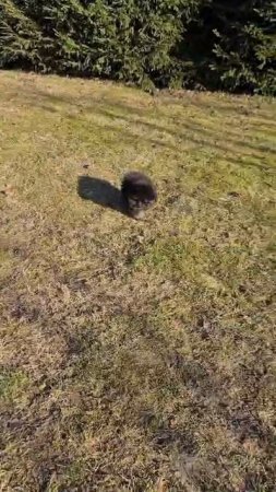 #pomeranian #шпиц