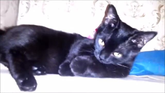 ПОПУГАЙ КАКАДУ РУГАЕТСЯ НА КОШКУ МАНЧКИН _ кошка решила охранять змею или еду_ смотреть онлайн