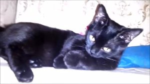ПОПУГАЙ КАКАДУ РУГАЕТСЯ НА КОШКУ МАНЧКИН _ кошка решила охранять змею или еду_