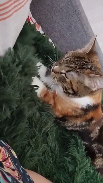 #питомец#рекомендации#рек#кошка#милости#массаж#лапки#? смотреть онлайн