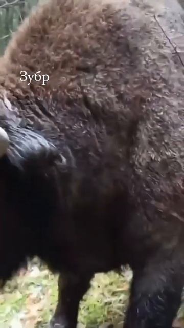 Наглый Зубр напал на людей в дикой природе 😱😱😱 смотреть онлайн
