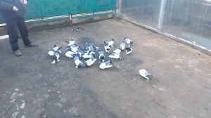 Урюпинские голуби. Замедленная съёмка