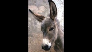 Сказка ОСЛИК автор Альфия Болатова