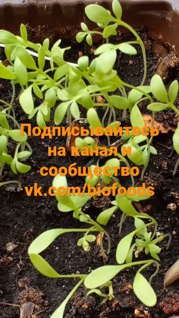 СОЧНАЯ СВЕЖАЯ ЗЕЛЕНЬ НА ПОДОКОННИКЕ. ВЫРАЩИВАЙТЕ ЛЕГКО!