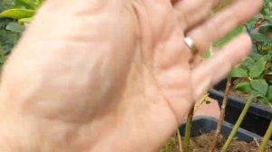 Правила формировки голубики,обрезка молодых кустов.