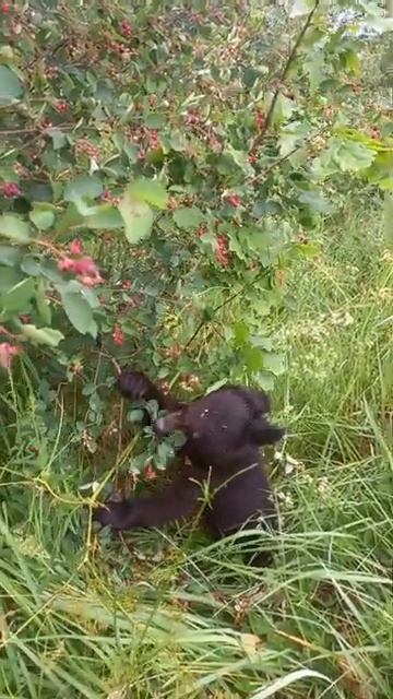 МЕДВЕЖОНОК ИРГА ПОЧТИ ПОСПЕЛА смотреть онлайн