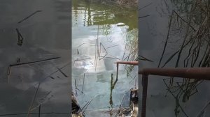 Гузновой заплыв